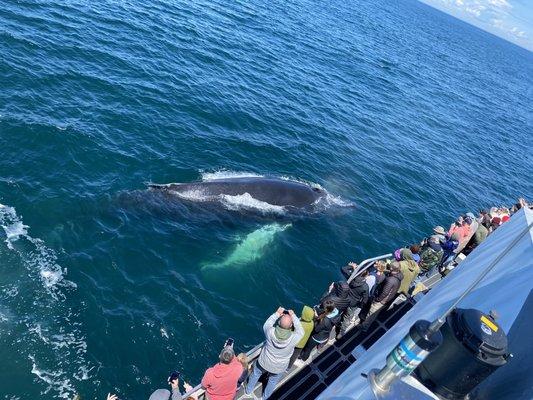 Humpback Whale!