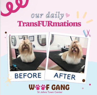 Daily TransFURmation!