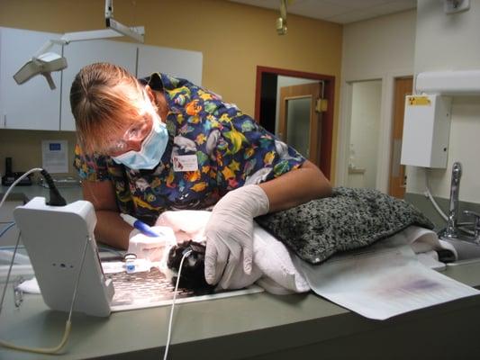 Penny getting a dental cleaning.