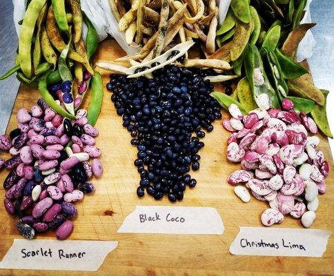 Farmers Market Heirloom Beans