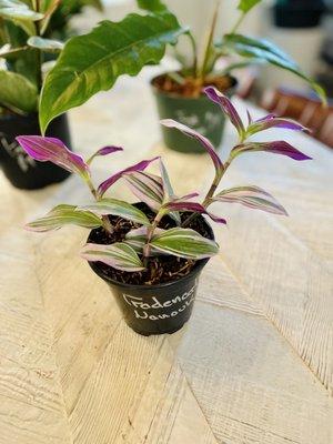 Tradescantia Nanouk!