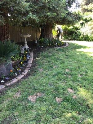 Finished planting all of the colorful plants near the edge of the cement!