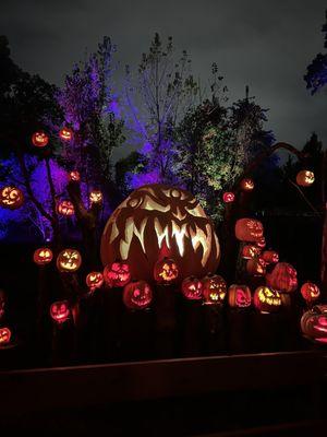 Even more pumpkins surrounding the largest pumpkin imaginable