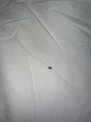 On the (clean) sheet. Smashed bed bug.. or other type of bug smashed.