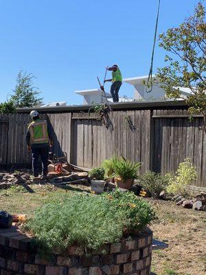 Sonoma-Marin Arborists