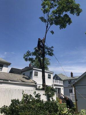 This is my other climber cutting down another tree .