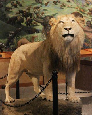 Brazos Valley Museum of Natural History