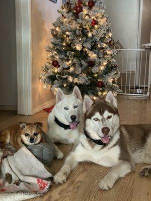 The 14.5 yo chihuahua mix and 9 month old huskies.