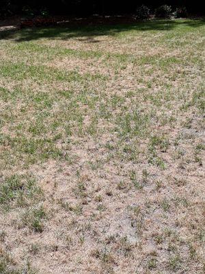 My super sod yard now 3 months old.