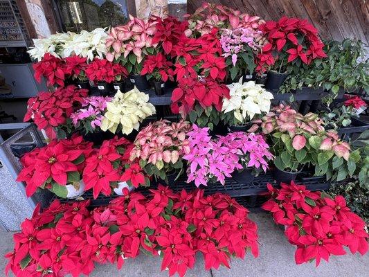 Cool Christmas flowers on display