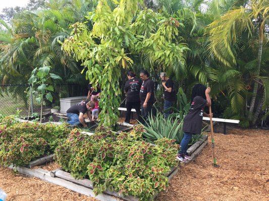 Volunteers mulching the garden