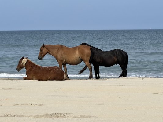 Corolla Beach