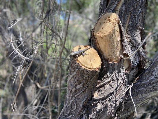 Big Morongo Canyon Preserve