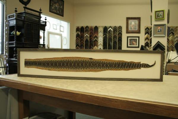 Kelly recently framed a rattlesnake skin for a client.  Challenging very challenging.