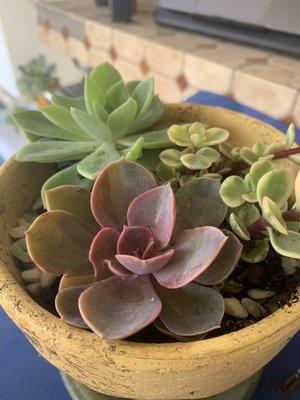 Succulent arrangement - $10 and change for plants