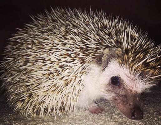 My sickly hedgehog all thanks to them