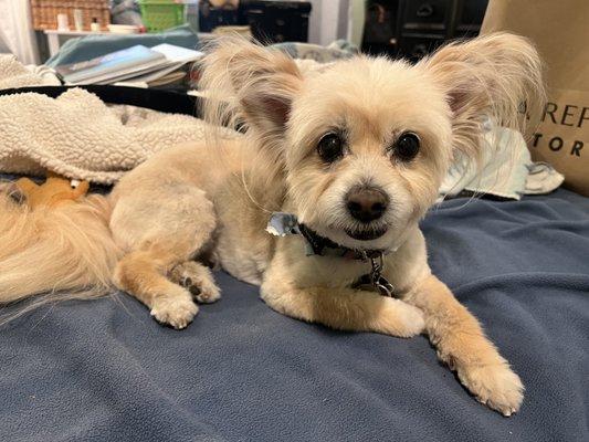 His face is cut just perfect, paws are great and she leaves his tail and ears uncut.  nice job!