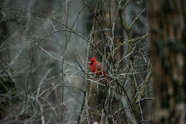 Cuivre River State Park