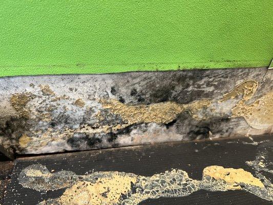 Black mold. Water damage