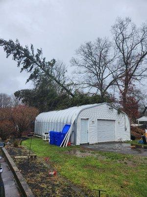 60ft spruce trees fell on my garage