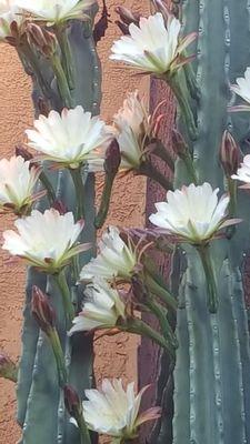 Tallest blooming night bloomer