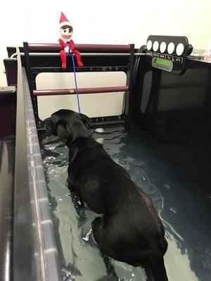 Our elf helping out with Underwater Treadmill Therapy