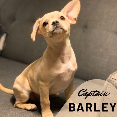 Welcome Captain Barley to the team, an 11 weeks old 1/2 frenchie and 1/2 Cavapoo (Cavalier King Charles Spaniel and poodle.)