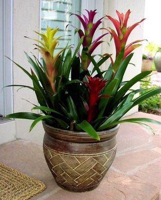 Bromeliads for Denver area client.