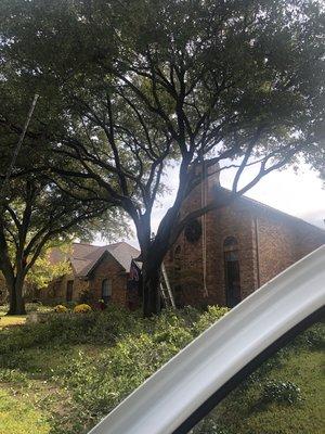 Tree Pruning in The Colony