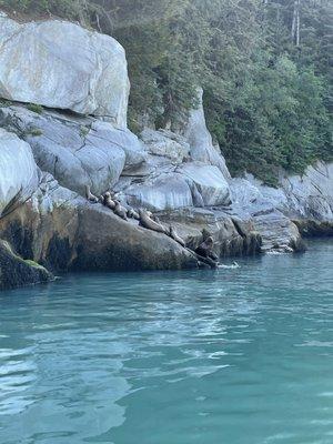 Sea lions