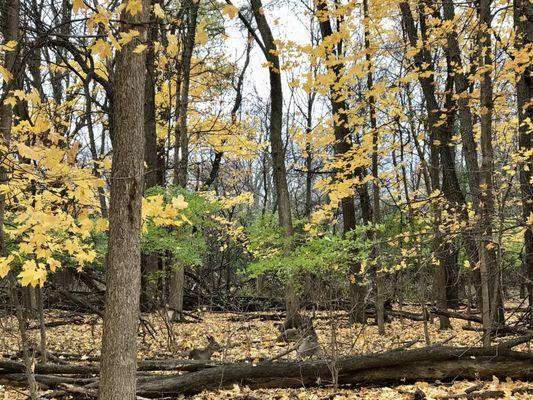 North Branch Trail