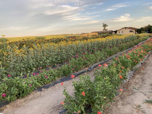 Flower field