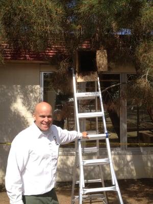 Owner Andrew removing a swarm of bees from tree!