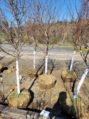 Meadows Farms Nurseries and Landscape