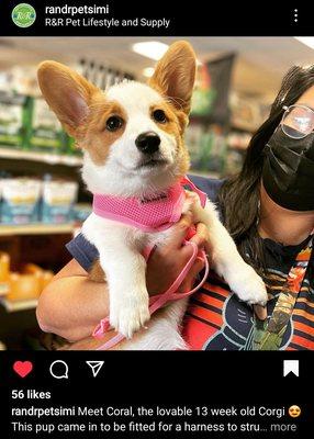 R&R Pet Lifestyle and Supply