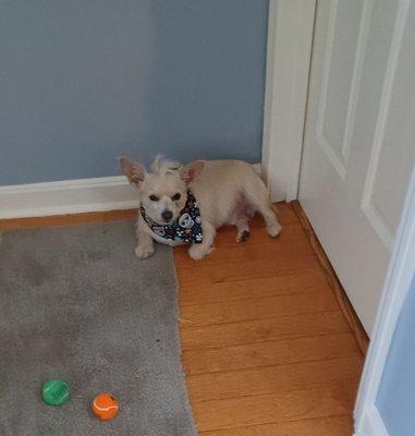 Max is ready for a nap after his great grooming session at Village Paws    And we thank you