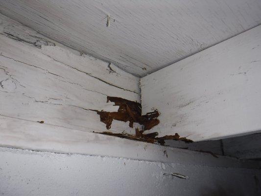 Termite activity in Rim Joists