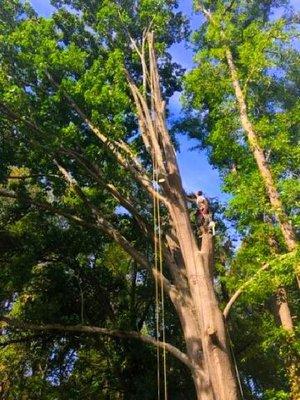 Carolina Tree Management