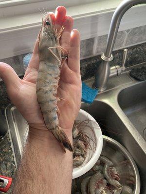 My husband holding one of the jumbo shrimp !