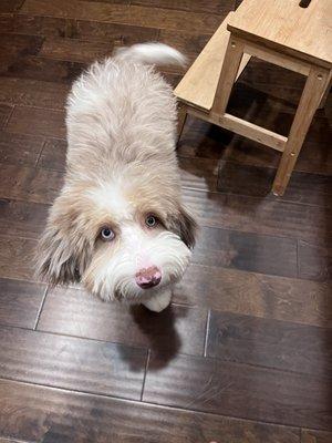 First groom - Aussiedoodle