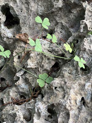 Lucky clovers