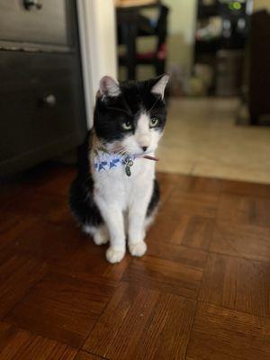 This is a picture of my cat Felix after he gets groomed from "Puppy House & Grooming!"