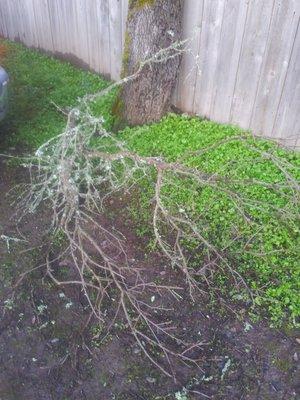 Broken tree limb