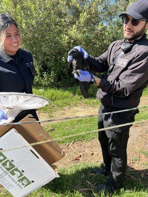 PHS team rescuing an injured Raven!