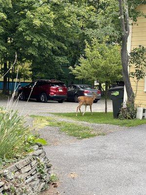 Deer in backyard