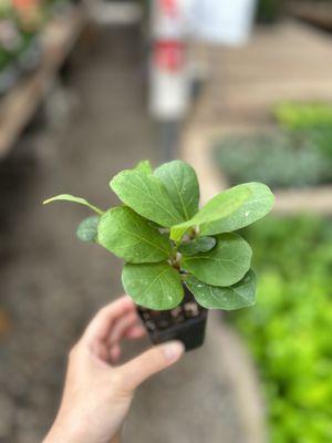 California Greenhouses