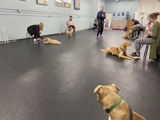 The only puppy not focused on his or her parent.