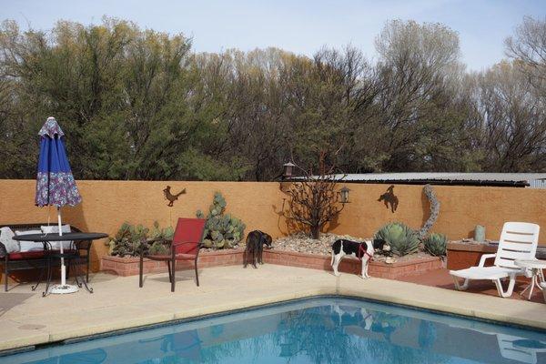 The visiting hounds, hanging by the pool (swim season is April 15 - September 15).