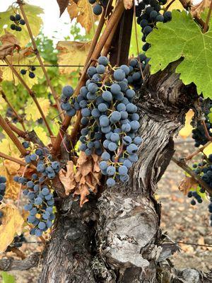 Cab franc grapes