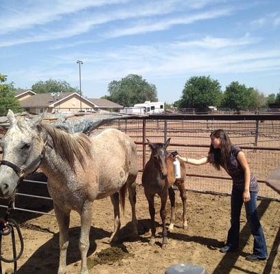 Horse care at Orona's Ranch